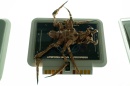 206-alien-bug-prop.jpg